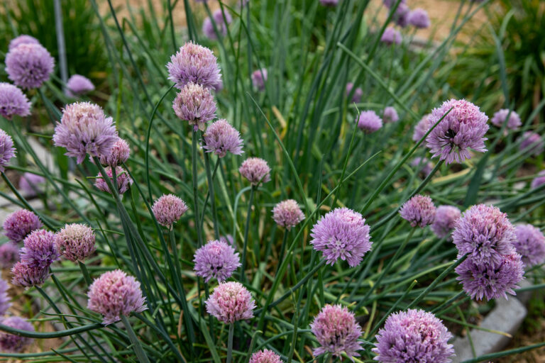 Beyond the Garden Gates Garden Tour - Celebrate Frederick